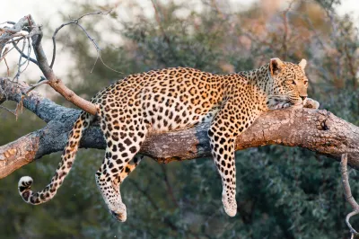 Botswana wild